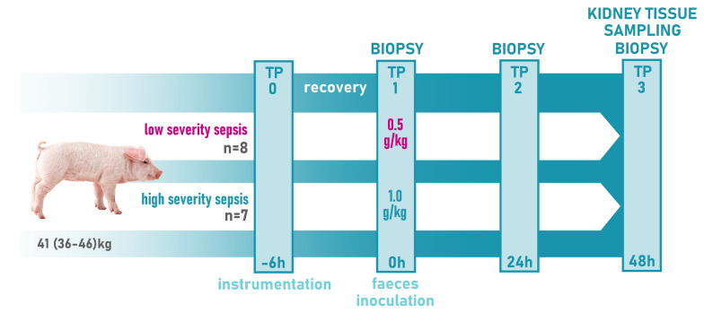 Renal mitochondria response to sepsis: a sequential biopsy evaluation of experimental porcine model.