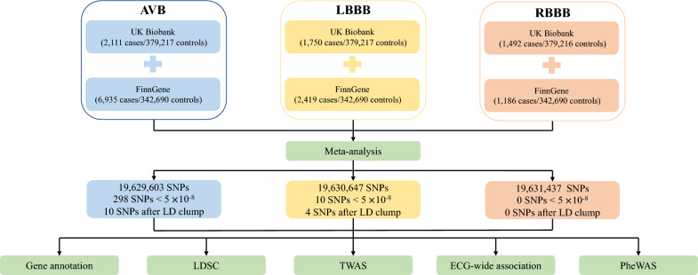 Genetic insights into cardiac conduction disorders from genome-wide association studies.