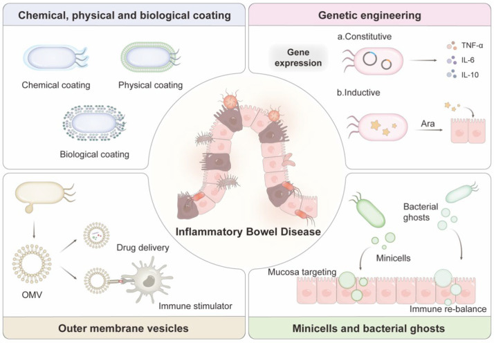 Engineered bacteria and bacterial derivatives as advanced therapeutics for inflammatory bowel disease.