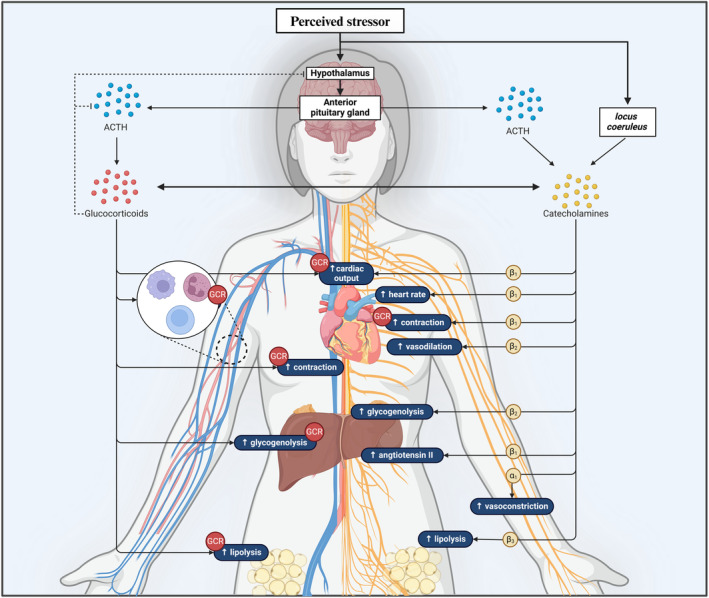 The Role of Chronic Stress in the Pathogenesis of Ischemic Heart Disease in Women.