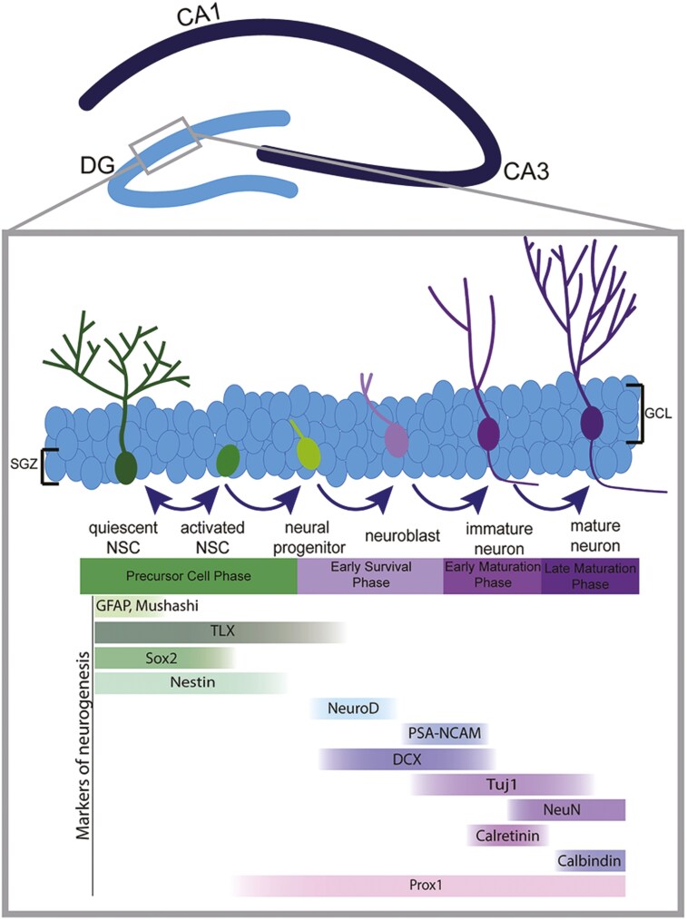 Senescence accelerated mouse-prone 8: a model of neuroinflammation and aging with features of sporadic Alzheimer's disease.