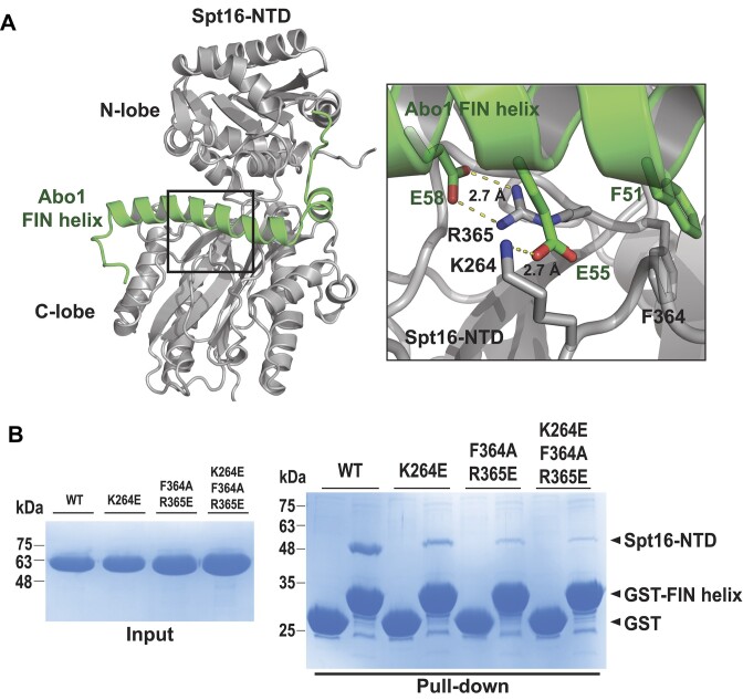 Abo1 ATPase facilitates the dissociation of FACT from chromatin.