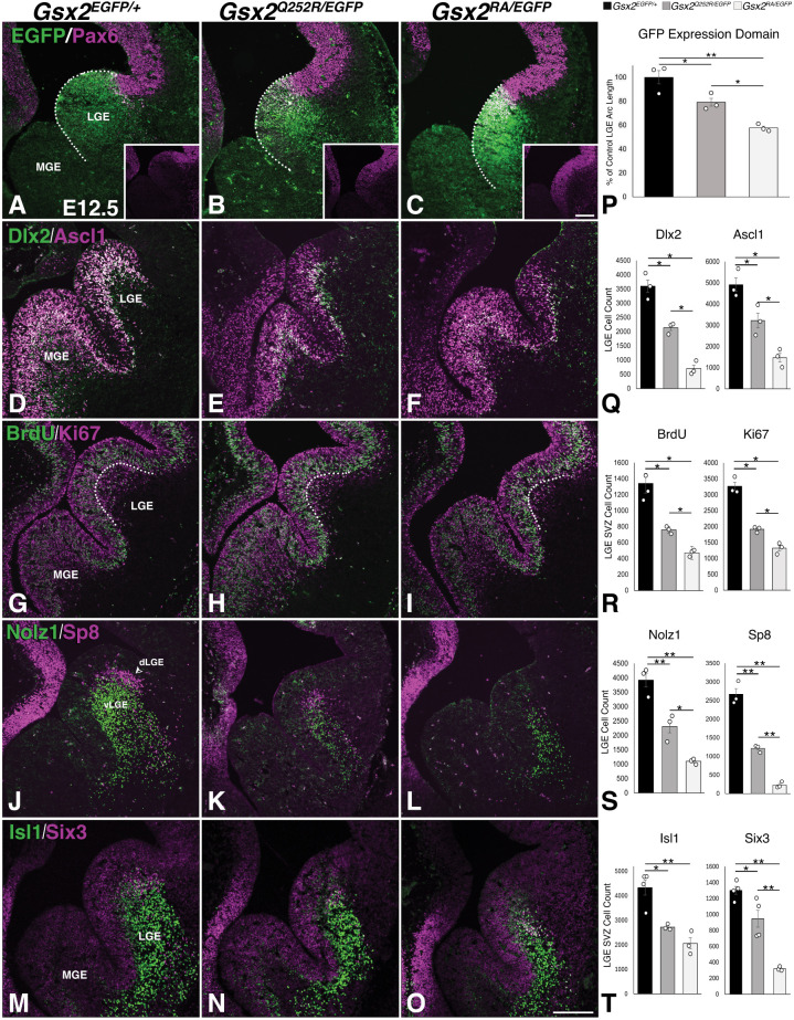 Modelling a pathological GSX2 variant that selectively alters DNA binding reveals hypomorphic mouse brain defects.