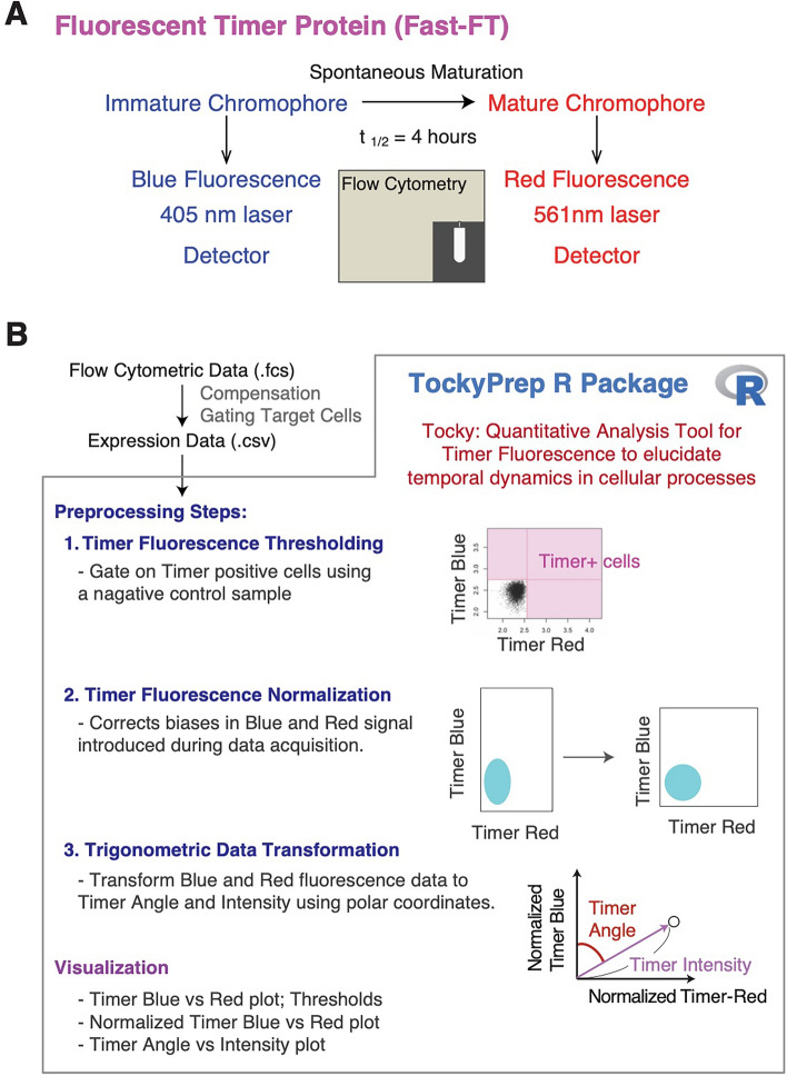 TockyPrep: data preprocessing methods for flow cytometric fluorescent timer analysis.