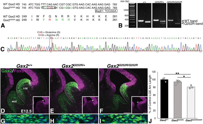 Modelling a pathological GSX2 variant that selectively alters DNA binding reveals hypomorphic mouse brain defects.