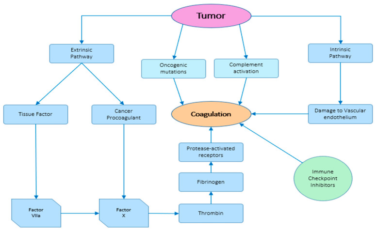 Solid Tumors, Liquid Challenges: The Impact of Coagulation Disorders.