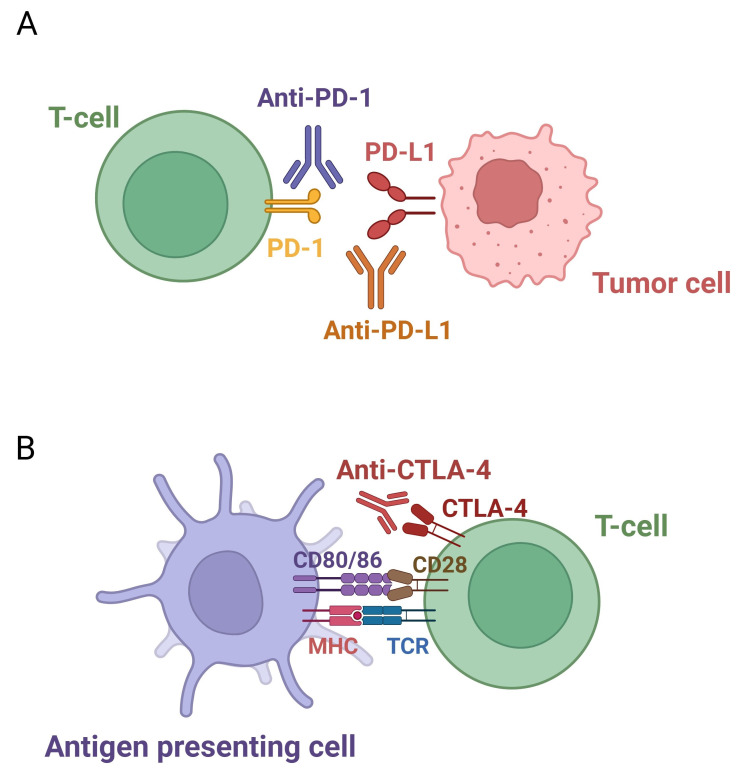 Releasing the brakes: the role of immune checkpoint inhibitors in laryngeal cancer.