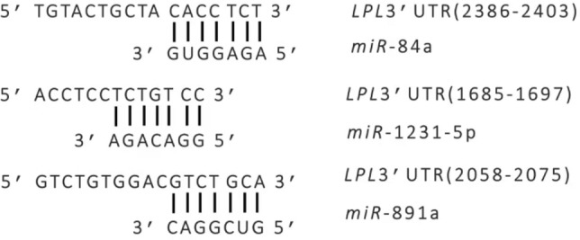 Target miRNA identification for the LPL gene in large yellow croaker (Larimichthys crocea).