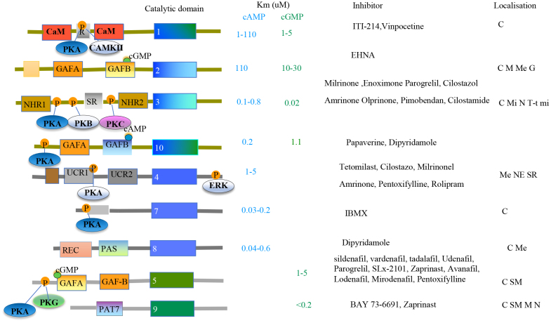 Cardiac cGMP Regulation and Therapeutic Applications.