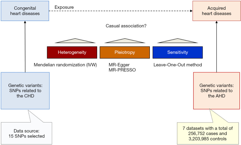 Exploring the causal association between congenital heart disease and stroke based on two-sample Mendelian randomization.