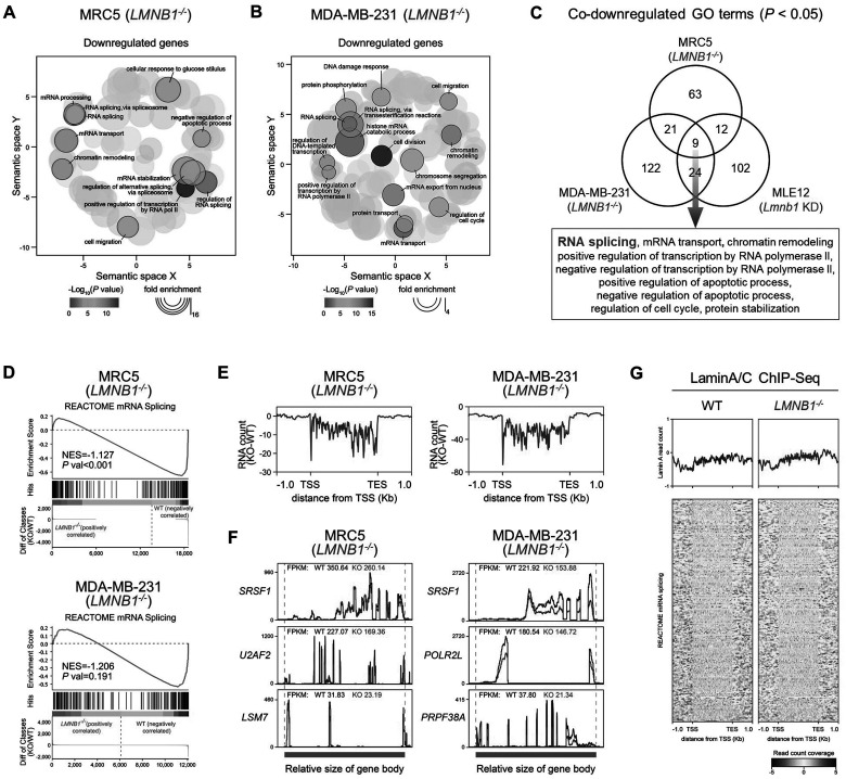 Lamin B1 regulates RNA splicing factor expression by modulating the spatial positioning and chromatin interactions of the <i>ETS1</i> gene locus.