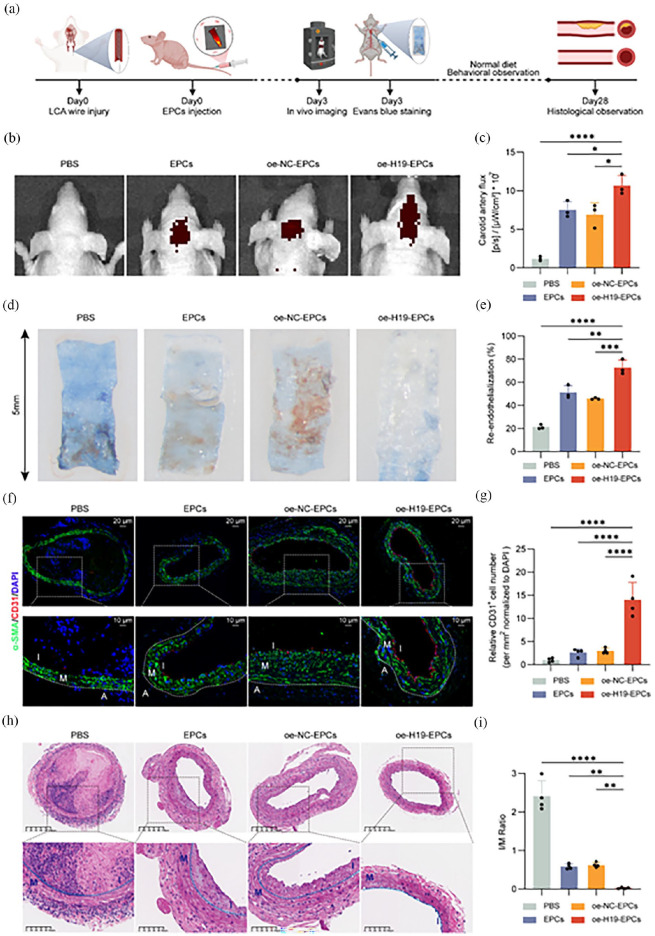 Transplantation of engineered endothelial progenitor cells with H19 overexpression promotes arterial reendothelialization and inhibits neointimal hyperplasia.