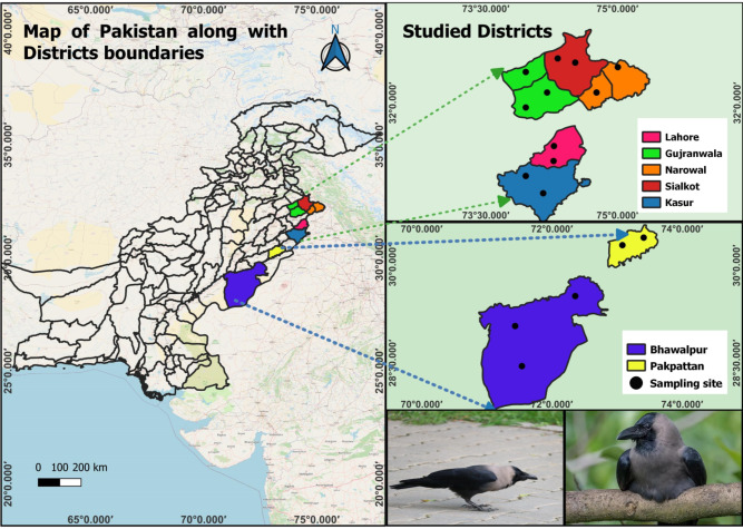 Genetic characterization and phylogenetic analysis of common house crows (Corvus splendens).