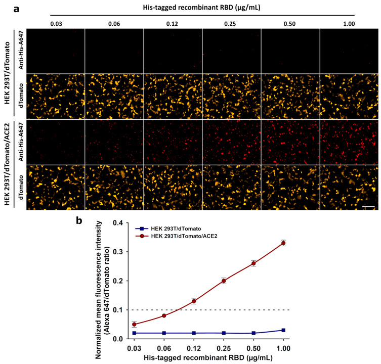 A Live-Cell Imaging-Based Fluorescent SARS-CoV-2 Neutralization Assay by Antibody-Mediated Blockage of Receptor Binding Domain-ACE2 Interaction.