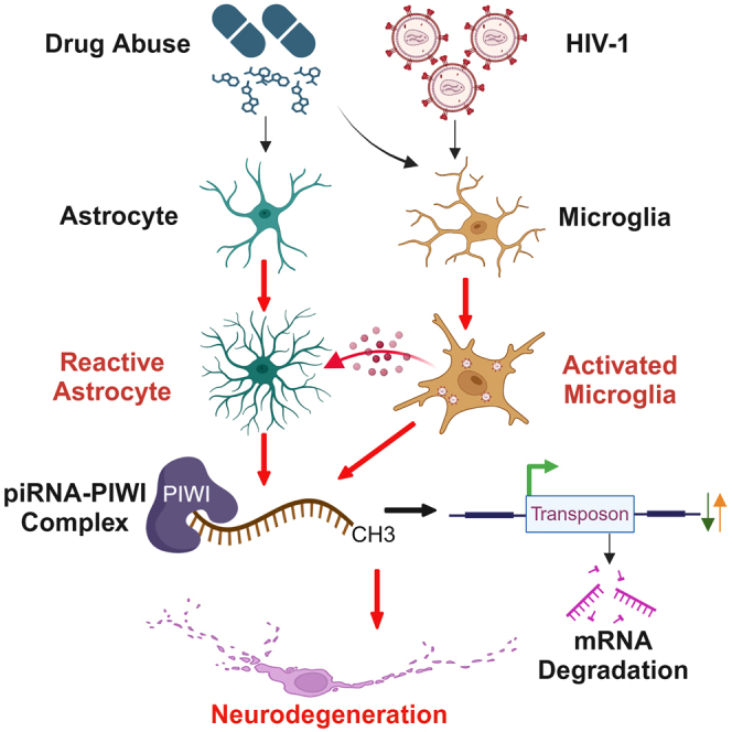 piRNA/PIWI pathways and epigenetic crosstalk in human diseases: Molecular insights into HIV-1 infection and drugs of abuse.