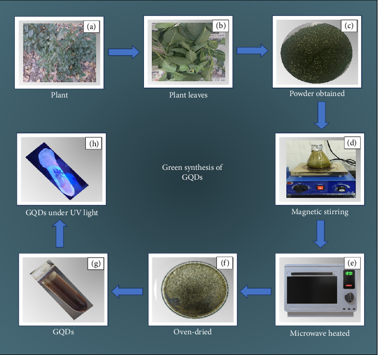 Green Synthesis of Red Fluorescent Graphene Quantum Dots Using <i>Withania somnifera</i> Leaves: Exploring Antidiabetic and Antioxidant Potential.