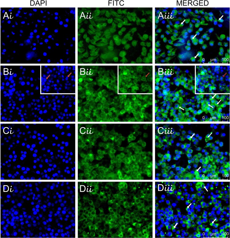 Comparative in vitro and in silico evaluation of the toxic effects of metformin and/or ascorbic acid, new treatment options in the treatment of Melasma.