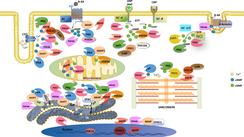 Cardiac cGMP Regulation and Therapeutic Applications.
