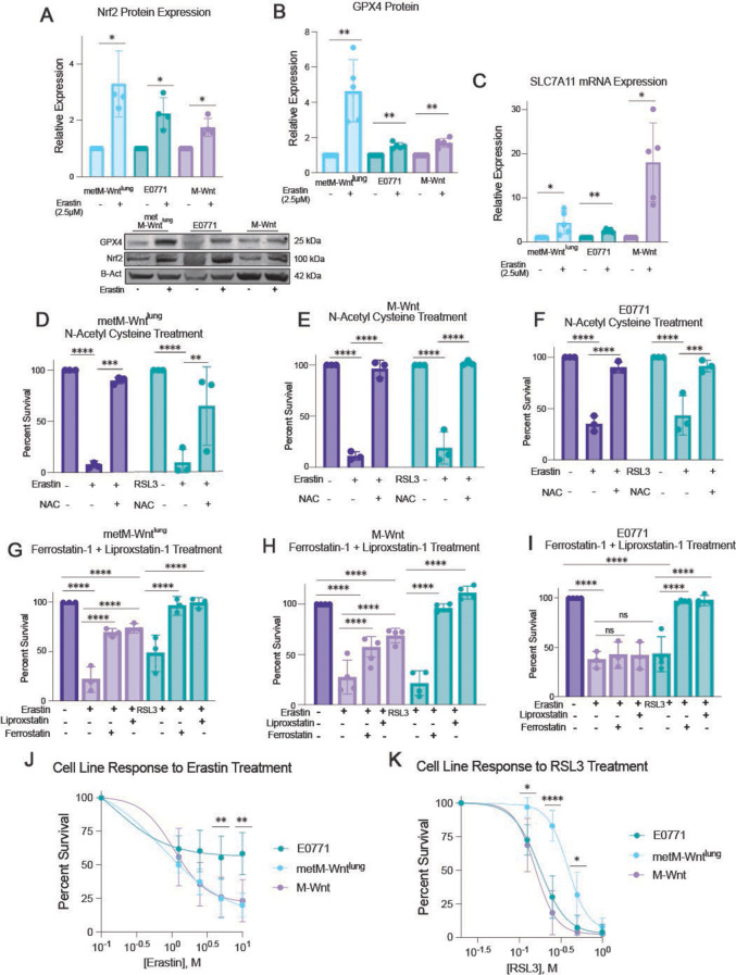Glutathione peroxidase 4 (GPX4) and obesity interact to impact tumor progression and treatment response in triple negative breast cancer.