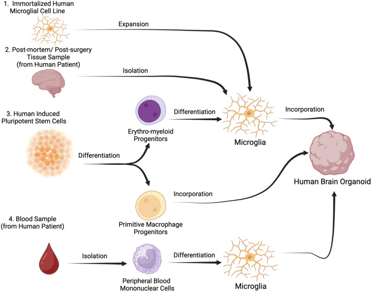 A Comprehensive Review on Utilizing Human Brain Organoids to Study Neuroinflammation in Neurological Disorders.