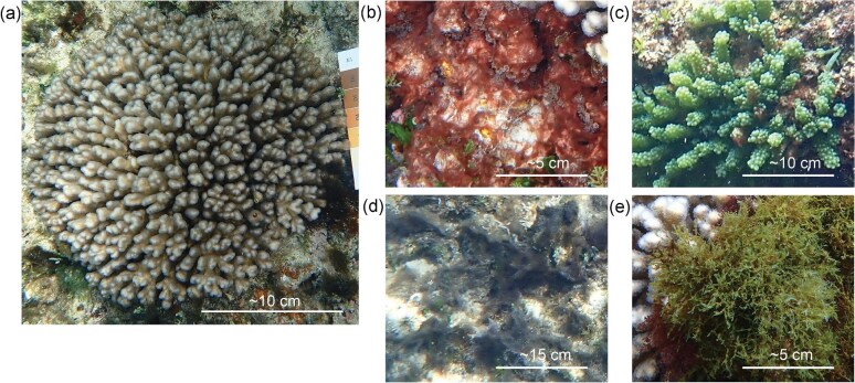 Anthropogenic Impacts on Coral-Algal Interactions of the Subtropical Lagoonal Reef, Norfolk Island.