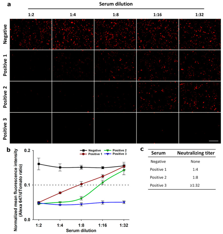 A Live-Cell Imaging-Based Fluorescent SARS-CoV-2 Neutralization Assay by Antibody-Mediated Blockage of Receptor Binding Domain-ACE2 Interaction.