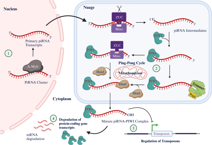 piRNA/PIWI pathways and epigenetic crosstalk in human diseases: Molecular insights into HIV-1 infection and drugs of abuse.