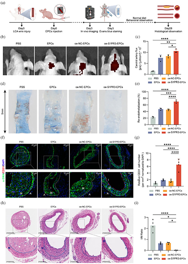 Transplantation of engineered endothelial progenitor cells with H19 overexpression promotes arterial reendothelialization and inhibits neointimal hyperplasia.