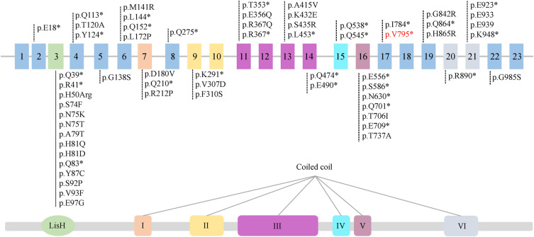 A Novel Pathogenic Splicing Mutation of <i>OFD1</i> is Responsible for a Boy with Joubert Syndrome Exhibiting Orofaciodigital Spectrum Anomalies, Polydactyly and Retinitis Pigmentosa.