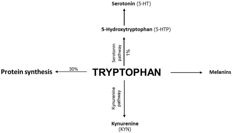 Preoperative Peripheral Blood Serotonin and Kynurenine Levels Are Associated With Oncological Outcomes in Glioblastoma IDH-wt Patients.