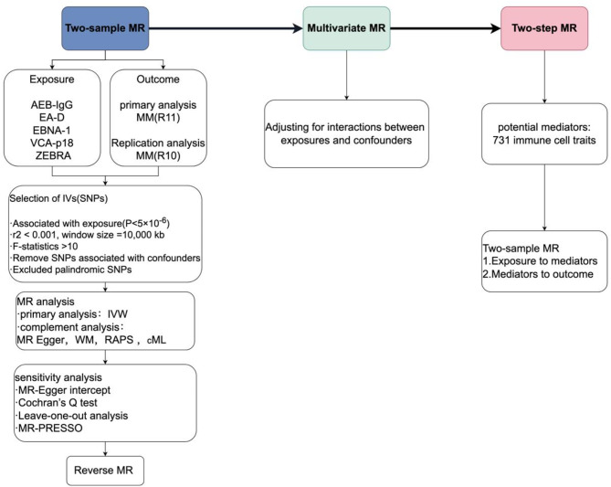 Genetic evidence identifies a causal relationship between EBV infection and multiple myeloma risk.