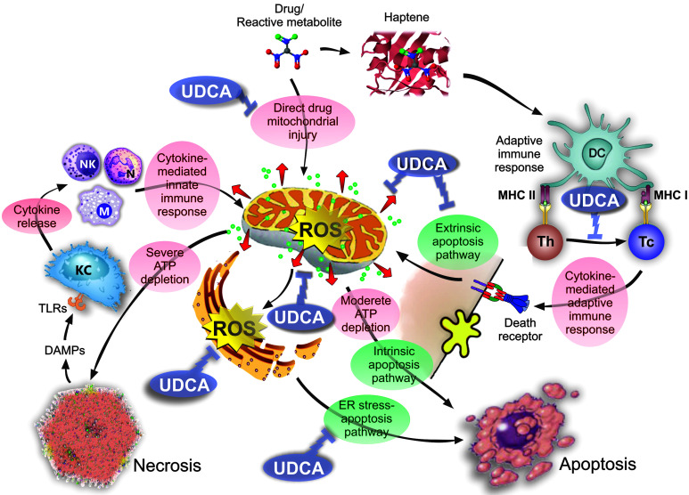 Ursodeoxycholic Acid for the Management of Drug-induced Liver Injury: Role of Hepatoprotective and Anti-cholestatic Mechanisms.