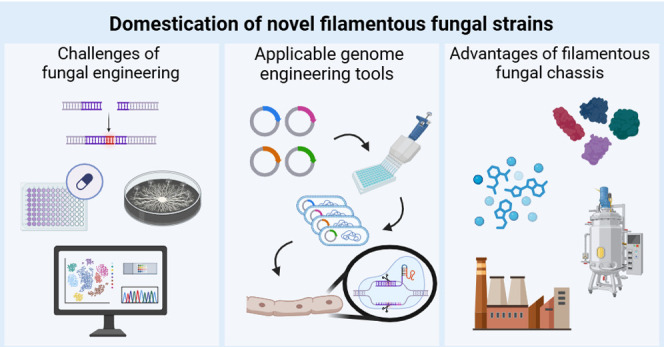 Considerations for Domestication of Novel Strains of Filamentous Fungi.