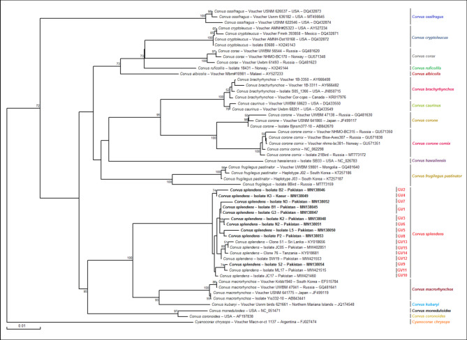 Genetic characterization and phylogenetic analysis of common house crows (Corvus splendens).