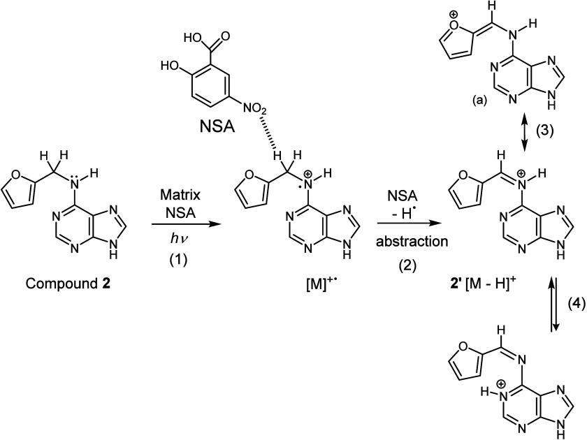 Structural Categorization of Adenine, Guanine, and Xanthine Derivatives Using Matrix-Assisted Laser Desorption/Ionization Mass Spectrometry with 5-Nitrosalicylic Acid and 1,5-Diaminonaphtalene.
