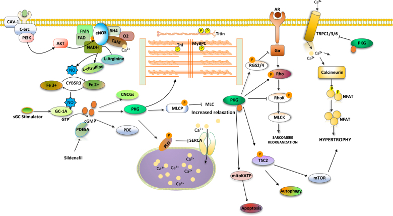 Cardiac cGMP Regulation and Therapeutic Applications.