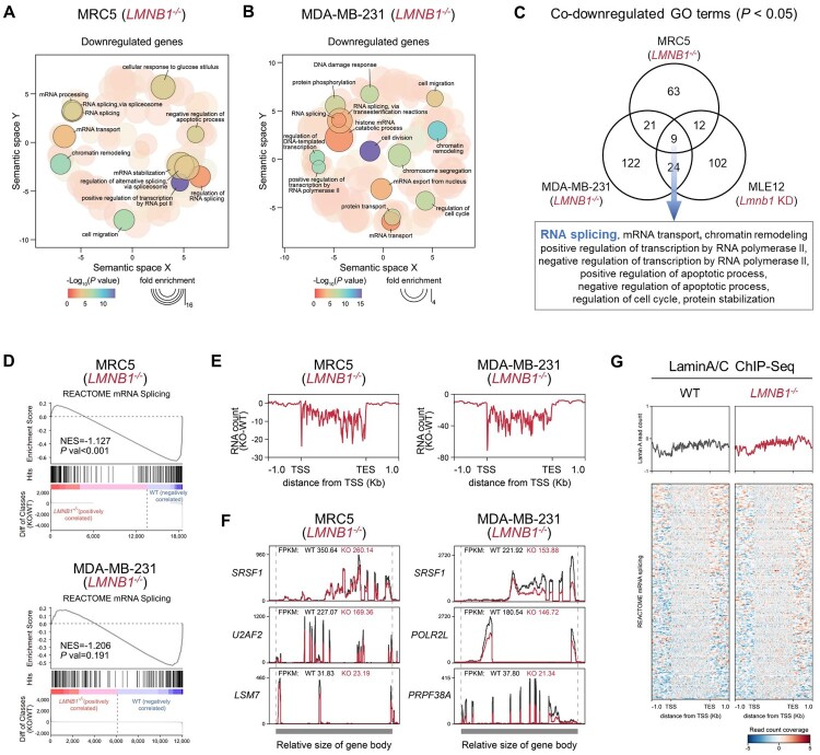 Lamin B1 regulates RNA splicing factor expression by modulating the spatial positioning and chromatin interactions of the <i>ETS1</i> gene locus.