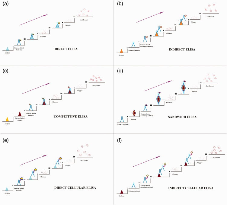 An overview of ELISA: a review and update on best laboratory practices for quantifying peptides and proteins in biological fluids.