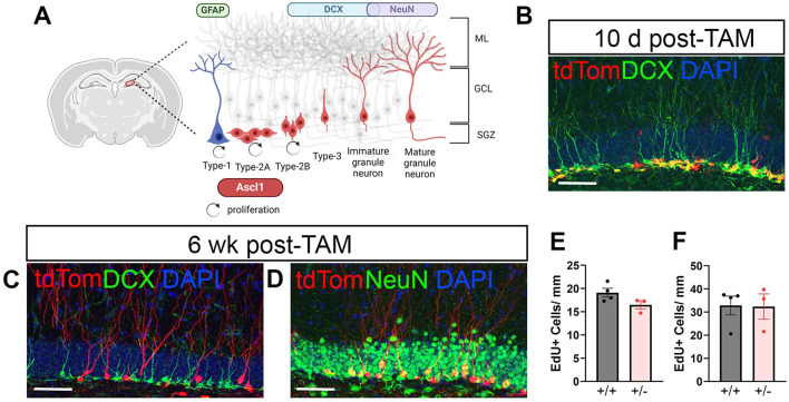 Sex-based differences in the long-term fate of hippocampal neurons born after a traumatic brain injury.