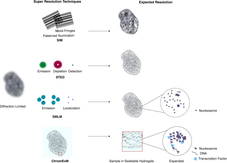 Microscopy methods for the in vivo study of nanoscale nuclear organization.