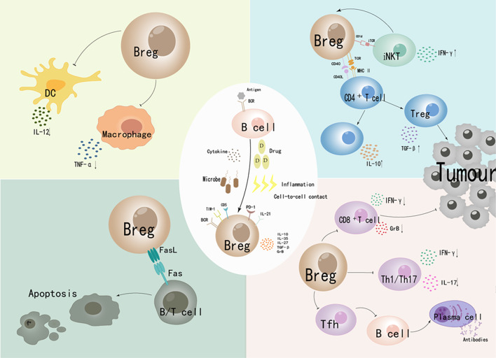 Revealing the role of regulatory b cells in cancer: development, function and treatment significance.