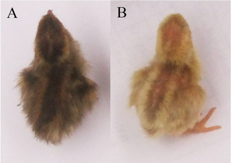 A Nonsynonymous Single-nucleotide Polymorphism in <i>SLC24A5</i> Regulates Feather Pigment Deposition in Chinese Yellow Quail.