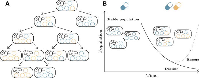 Evolutionary rescue of bacterial populations by heterozygosity on multicopy plasmids.