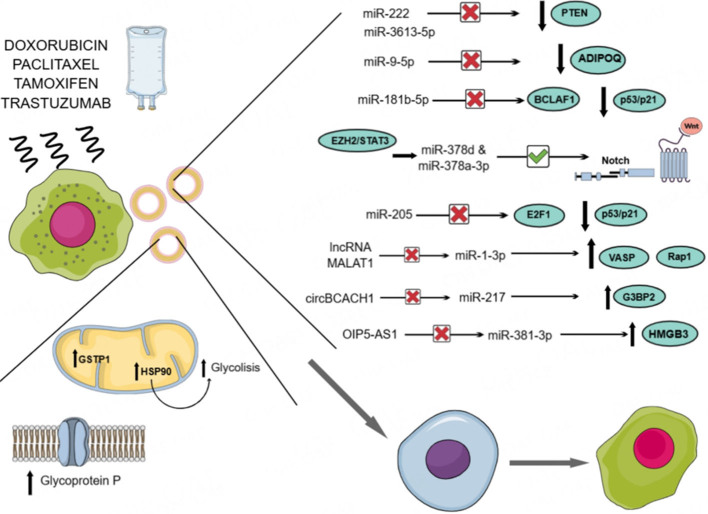 Extracellular vesicle-mediated chemoresistance in breast cancer: focus on miRNA cargo.