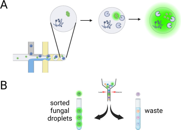 Considerations for Domestication of Novel Strains of Filamentous Fungi.