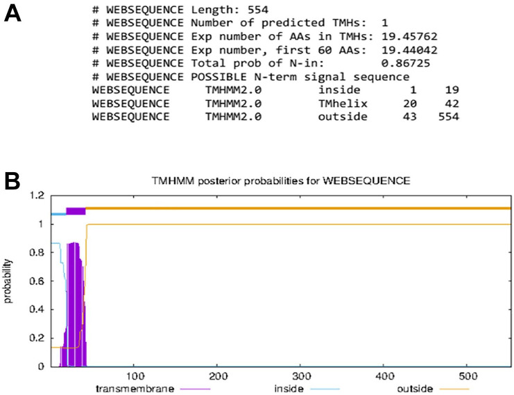 <i>In Silico</i> Analysis and Characterization of the Immunogenicity of <i>Toxoplasma gondii</i> Rhoptry Protein 18.