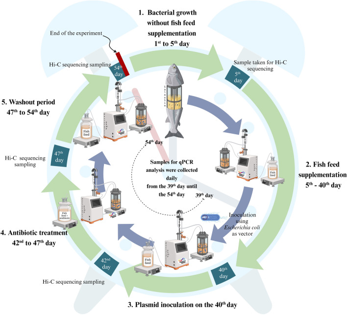 Understanding the transfer and persistence of antimicrobial resistance in aquaculture using a model teleost gut system.