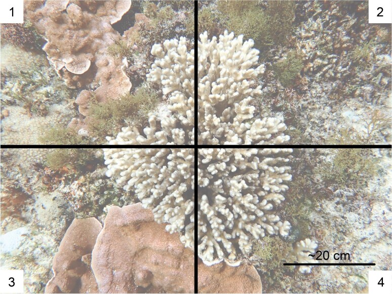 Anthropogenic Impacts on Coral-Algal Interactions of the Subtropical Lagoonal Reef, Norfolk Island.