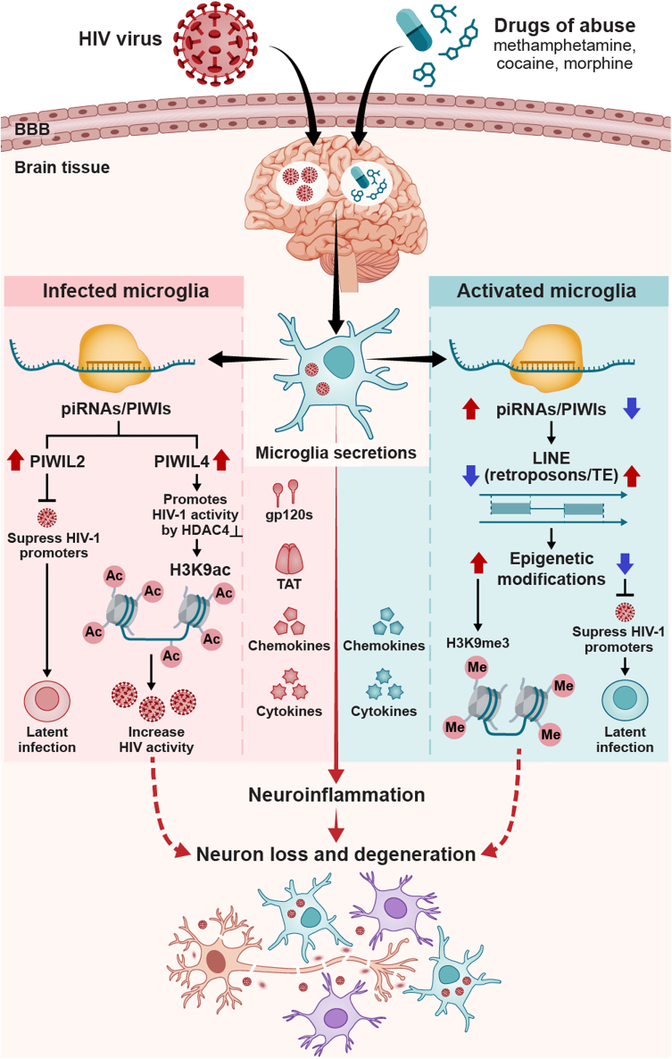 piRNA/PIWI pathways and epigenetic crosstalk in human diseases: Molecular insights into HIV-1 infection and drugs of abuse.