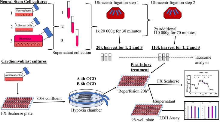 Neural progenitor cell-derived exosomes in ischemia/reperfusion injury in cardiomyoblasts.